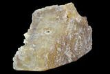 Agatized Fossil Coral Geode - Florida #90208-1
